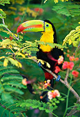 BRD 17 KH0001 01
Keel-Billed Toucan Perching On Branch