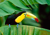 BRD 17 KH0002 01
Keel-Billed Toucan Perching On Leaf