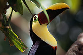 BRD 17 MR0001 01
Close Up Of Toucan In Tree Costa Rica Central America