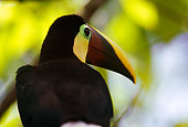 BRD 17 MR0002 01
Close Up Of Toucan In Tree Costa Rica Central America
