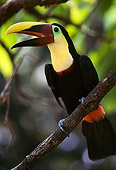BRD 17 MR0003 01
Close Up Of Toucan In Tree Costa Rica Central America