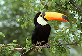 BRD 17 RK0023 01
Toucan Sitting On Branch In Tree