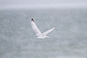 BRD 18 DA0001 01
Gyrfalcon In White Phase Flying In Snow