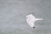 BRD 18 DA0002 01
Gyrfalcon In White Phase Flying In Snow