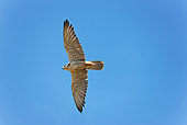 BRD 18 GL0001 01
Saker Falcon In Flight Against Blue Sky