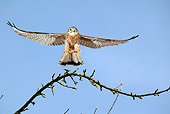 BRD 18 GL0002 01
Common Kestrel In Flight Against Blue Sky
