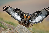 BRD 18 HP0001 01
Lanner Falcon Landing On Rock Drakensberg, South Africa