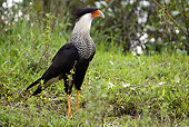 BRD 18 JE0001 01
Crested Caracara Standing In Grass In Los Llanos, Venezuela