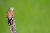 BRD 18 KH0002 01
Kestrel Sitting On Picket In Park
