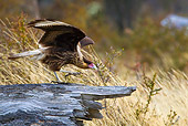 BRD 18 KH0003 01
Southern Caracara Taking Off From Log Tierra Del Fuego National Park, Argentina
