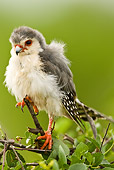 BRD 18 MC0001 01
Pygmy Falcon Male Perched On Tree Branch Kenya