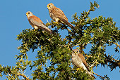 BRD 18 MC0002 01
Three Common Kestrels Perched In Tree Tanzania