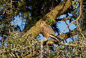 BRD 18 MC0003 01
Common Kestrel Perched In Tree Tanzania