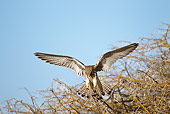 BRD 18 MC0004 01
Lesser Kestrel Flying Through Serengeti National Park, Tanzania