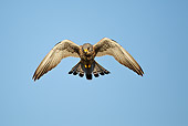 BRD 18 MC0005 01
Lesser Kestrel Flying Through Serengeti National Park, Tanzania