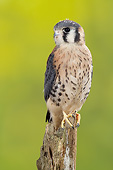 BRD 18 MC0008 01
Portrait Of American Kestrel Perched On Tree Limb