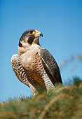 Falcon fanit