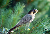 BRD 18 RK0009 03
Falcon Peregrine Sitting In Pine Tree