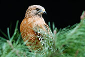 BRD 18 RK0011 24
Falcon Peregrine Sitting On Top Of Pine Tree Branch