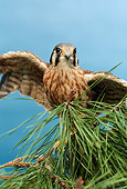 BRD 18 RK0012 08
Falcon Peregrine Sitting On Pine Tree Branch Blue Sky