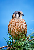 BRD 18 RK0012 10
Falcon Peregrine Sitting On Pine Tree Branch Blue Sky