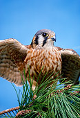 BRD 18 RK0012 18
Falcon Peregrine Sitting On Pine Tree Branch Blue Sky
