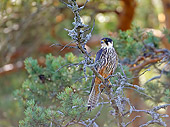 BRD 18 WF0001 01
Hobby Perched On Twig