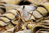 BRD 18 WF0002 01
Lesser Kestrels Mating On Roof