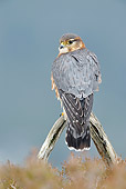 BRD 18 WF0003 01
Merlin Male Perched In Heather On Upland Moor