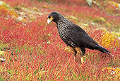 BRD 18 WF0004 01
Striated Caracara Foraging In Vegetation