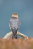 BRD 18 WF0005 01
Merlin Male Perched In Heather On Upland Moor