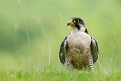 BRD 18 WF0006 01
Peregrine Falcon Standing On Grass