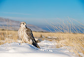 BRD 18 DB0001 01
Gyrfalcon Sitting In Snowy Field