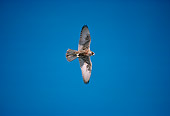 BRD 18 DB0002 01
Gyrfalcon Sitting Flying In Blue Sky
