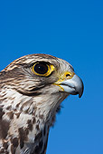 BRD 18 KH0001 01
Head Shot Of Saker Falcon