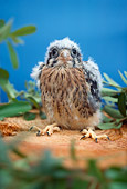 BRD 18 RC0001 01
Falcon Chick Sitting On Stump