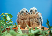 BRD 18 RC0002 01
Two Falcon Chicks Sitting On Stump