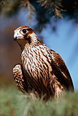 BRD 18 RK0003 07
Falcon Peregrine Standing On Pine Tree Branch Blue Sky