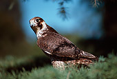 BRD 18 RK0003 12
Falcon Peregrine Standing On Pine Tree Branch Blue Sky