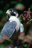 BRD 18 RK0004 02
Falcon Peregrine Sitting In Bushes