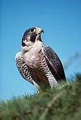 BRD 18 RK0005 49
Falcon Peregrine Sitting On Top Of Pine Tree Branch