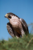 BRD 18 RK0005 78
Falcon Peregrine Sitting On Top Of Pine Tree Branch