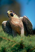 BRD 18 RK0008 03
Peregrine Falcon Sitting On Pine Tree Branch Blue Sky