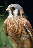 BRD 18 RK0011 39
Falcon Peregrine Sitting On Top Of Pine Tree Branch
