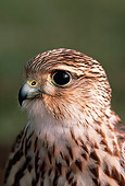 BRD 18 RK0020 02
Head Shot Of Falcon Peregrine