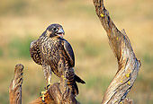 BRD 18 TK0001 01
Peregrine Falcon Perching On Tree Stump