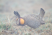 BRD 19 DA0001 01
Greater Prairie Chicken Male Displaying In Fog Prairie Ridge State National Area, Illinois