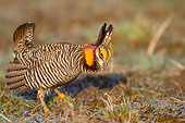 BRD 19 DA0002 01
Greater Prairie Chicken Male Displaying In Prairie Ridge State National Area, Illinois