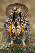 BRD 19 DA0003 01
Greater Prairie Chicken Male Displaying In Prairie Ridge State National Area, Illinois