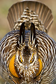 BRD 19 DA0004 01
Greater Prairie Chicken Male Displaying In Prairie Ridge State National Area, Illinois